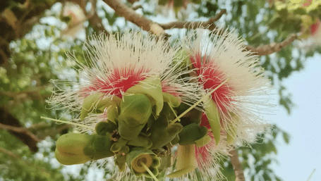 A close-up vertical shot of exotic pink and white fuzzy blossoms hanging from a green forest tree branch - Umaria Safari Camp