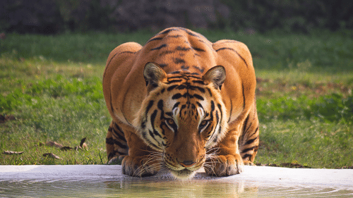 a tiger at a watering hole