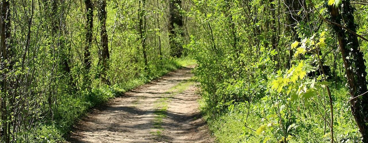 An image of a pathway in the forest covered with trees and plants during a broad day light
