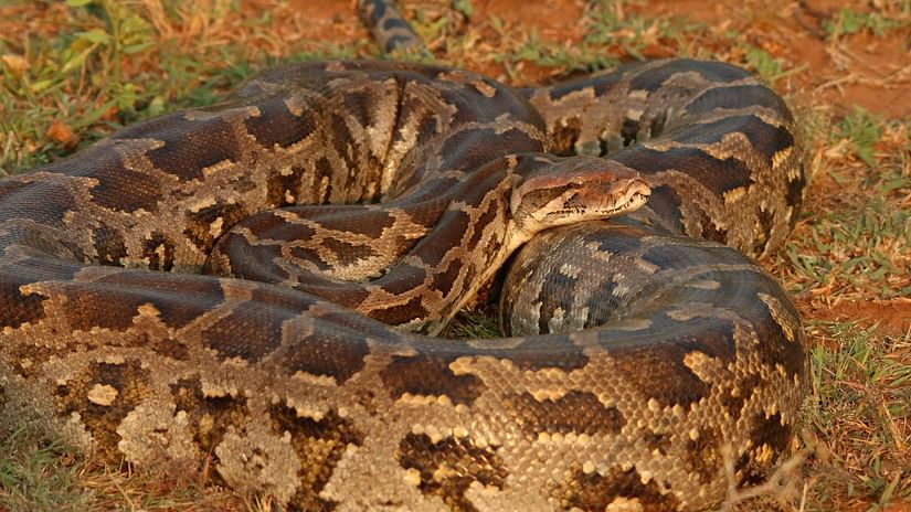 Indian Rock Python curled on a brown patch of land