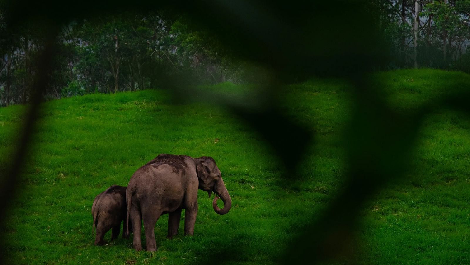 Two elephants stand on a grassy field, viewed through foliage.