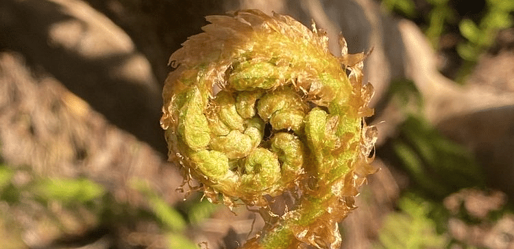 A close-up of a fern frond unfurling, showing its coiled fiddlehead.
