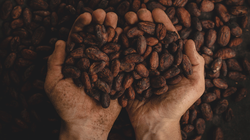 an aerial view of a person picking coffee beans in their palms.