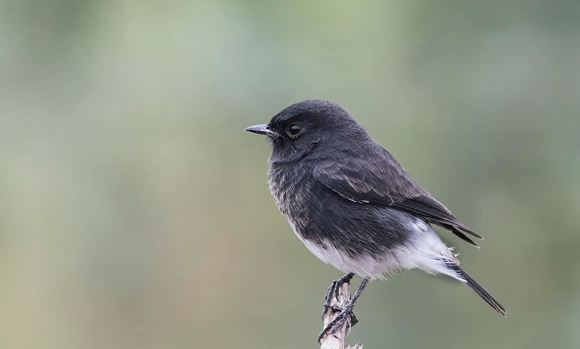 Male Pied Bushchat on a branch with green background.