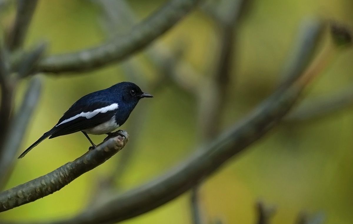 An Oriental Magpie-Robin perched on a branch.