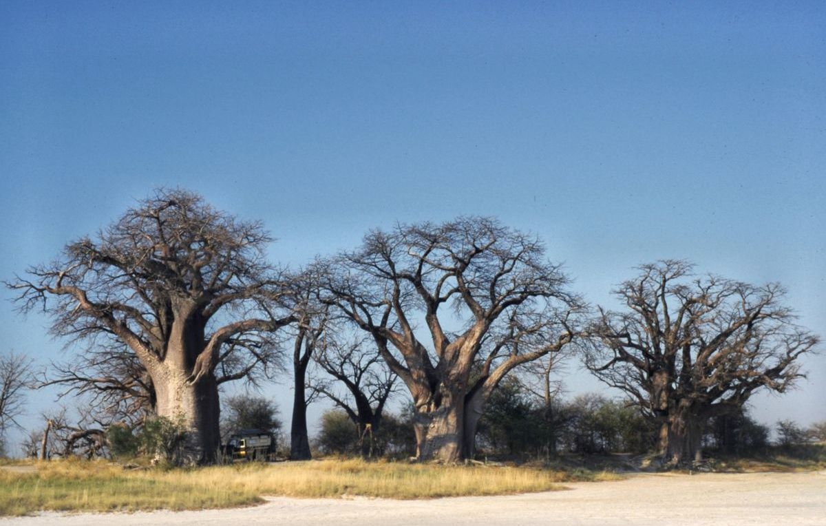 Baines Baobabs in Botswana under a clear blue sky.