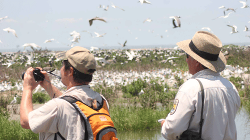 two persons Bird watching in Port Blair with many birds flying away