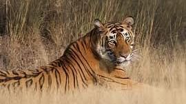 Ranthambore National Park - Umaid Palace Hotel Kalakho Dausa Rajasthan