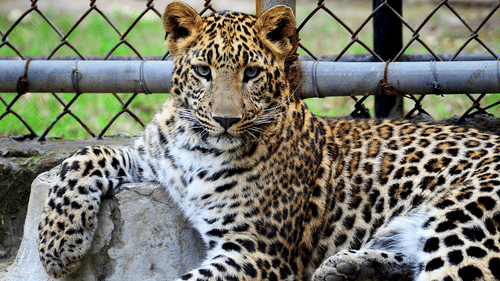 A leopard seated while leaning on a cement block, located in a cemented enclosure.