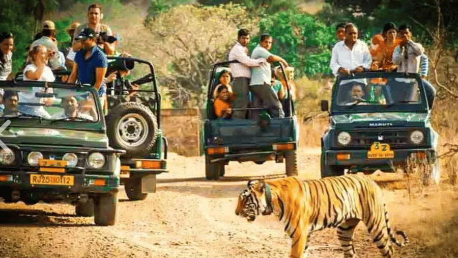 A tiger walks across a dirt path in front of 3 open-top safari jeeps filled with tourists near Estherea Bagh, Ranthambore.