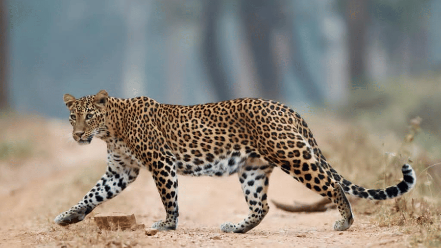 Leopard in Nagarahole National Park