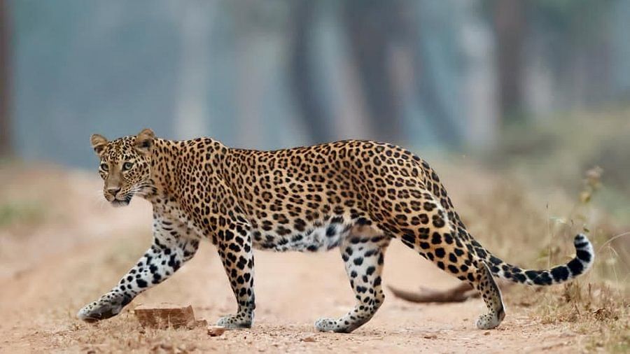 leopard