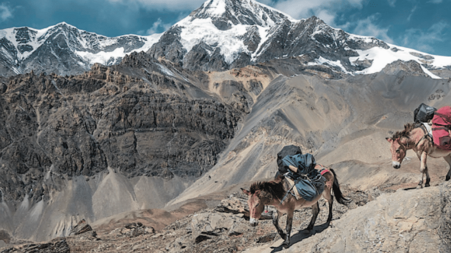 Mountain horses walking down the hill with some loads on their backs | Kavya Resort and Spa, Nagarkot