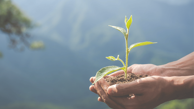 Hands hold a small seedling with green leaves, with a blurred mountain landscape in the background.
