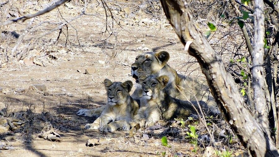 indian-lion-308173 1920