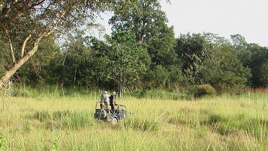 An image of people on a Jeep safari in a forest filled with trees