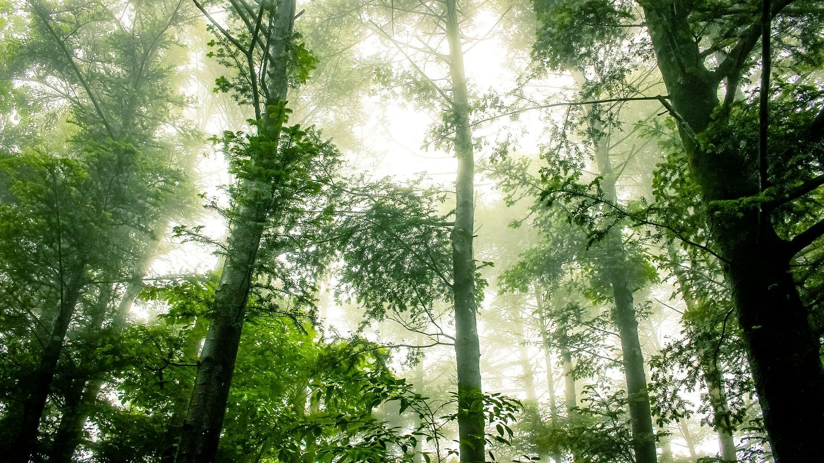 Tall, narrow trees hitting the morning light