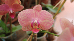 Tranquil Resorts, Wayanad Wayanad pinkorchid