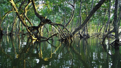 an overview of a mangrove forest with vines reaching other vines creating a complex ecosystem