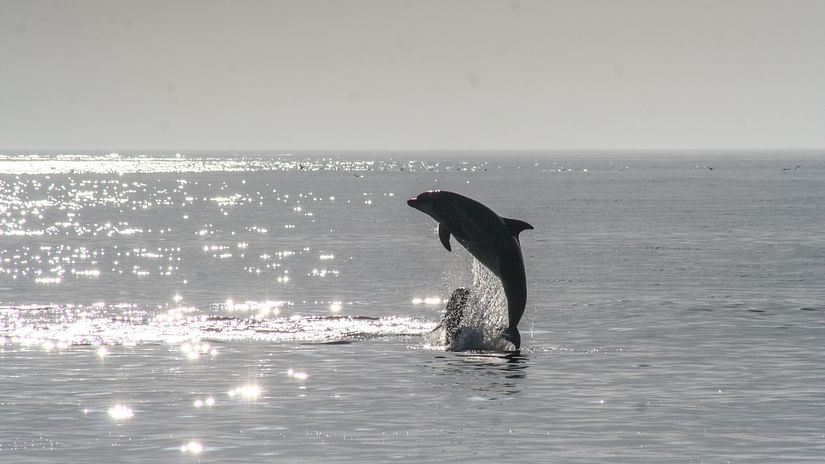 a dolphin playfully jumping out of the ocean with sunshine sparkling on the water
