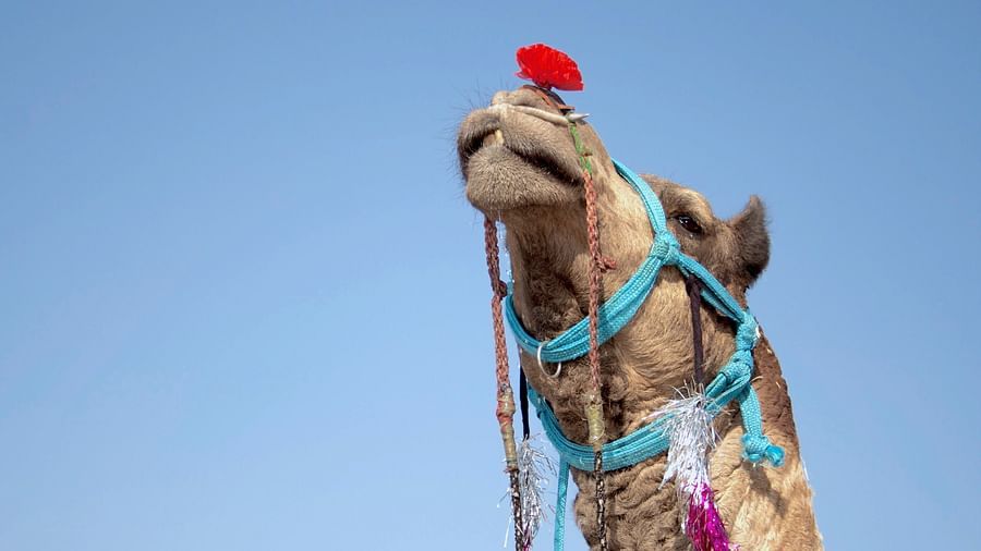 Jaisalmer Desert Festival 