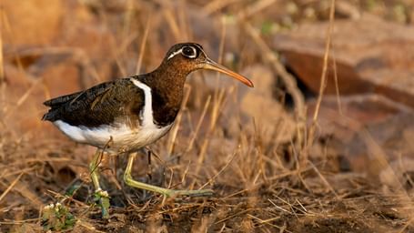 The Greater Painted Snipe , a bird sitting on a we land which has few grass.