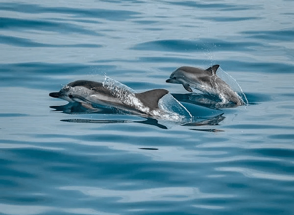 Two dolphins swimming side-by-side in blue water, viewed from directly above.