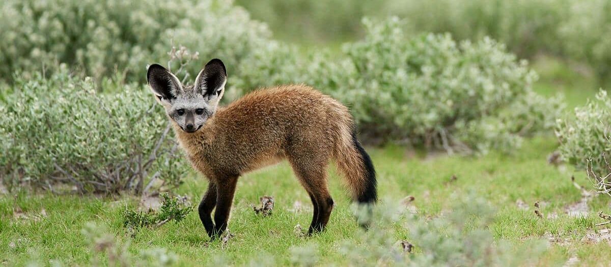 BAT EARRED FOX 2