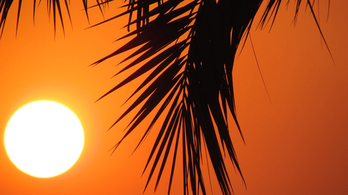 Elephant Beach Image