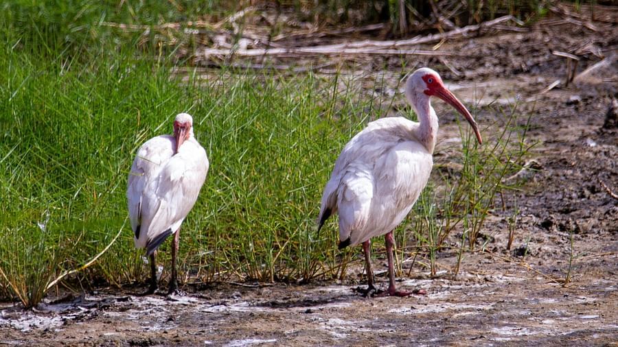 Two White Ibis standing in the marsh with tall green grass behind them