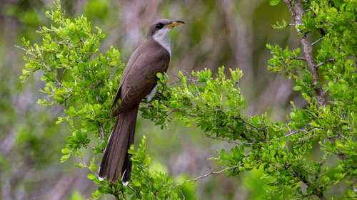 Cuckoo bird singing while sitting on top of the branch