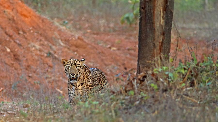 Animal spotting at Satpura National Park 2, Satpura National Park Resorts, Satpura Resort, Jungle resorts in Madhya Pradesh, Forest resorts in Madhya Pradesh,  Wildlife resorts in Madhya Pradesh