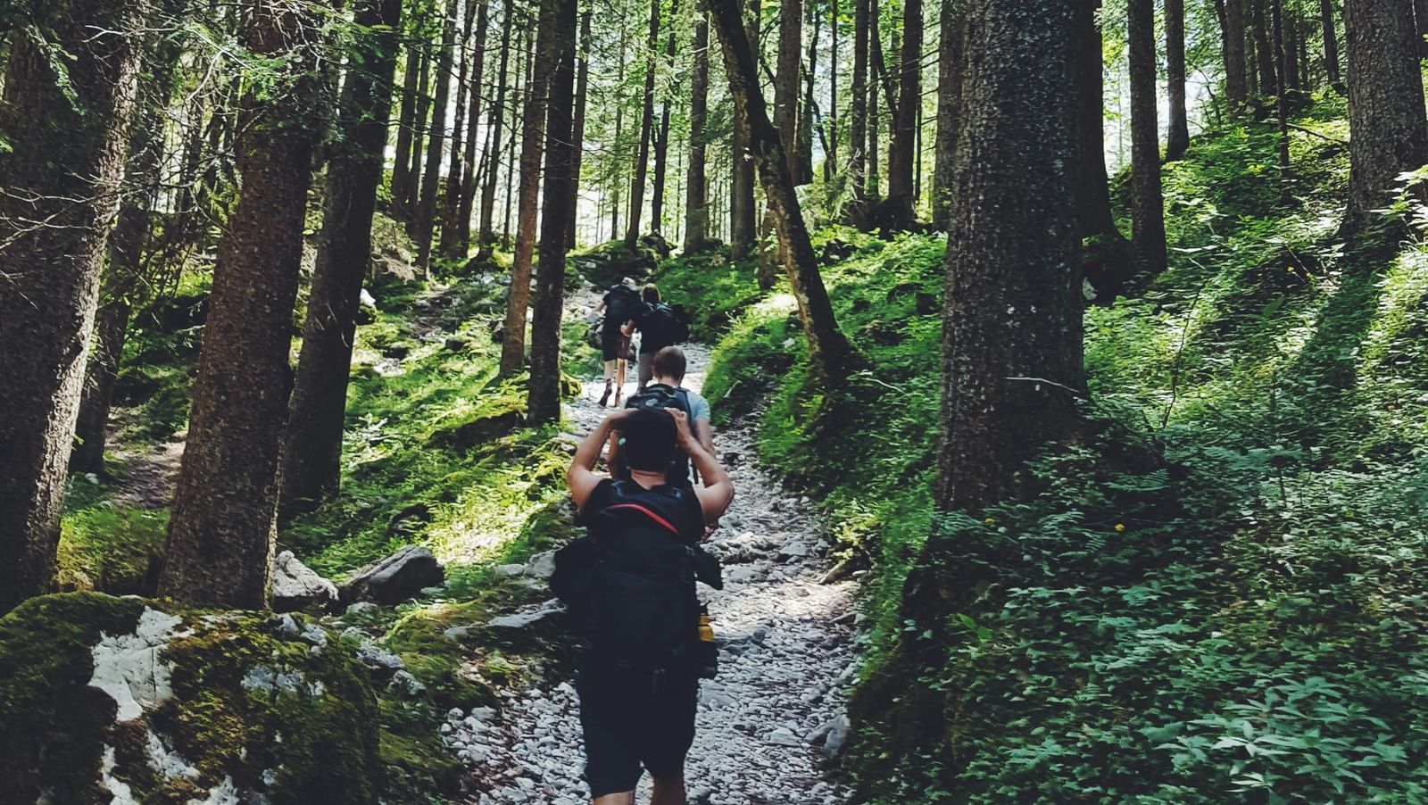 a group of individuals walking a stony pathway surrounded by tall towering trees
