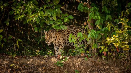 jungle safari dandeli