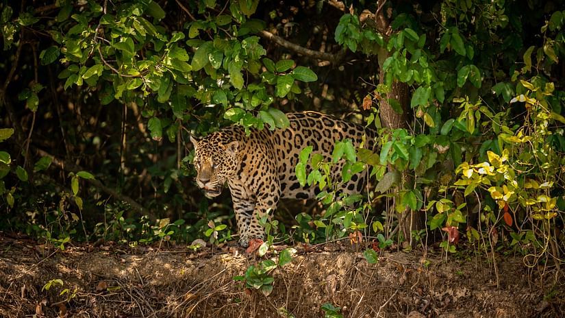 jungle safari dandeli