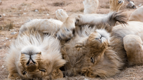 Two lions playfully lying upside down on the ground