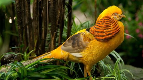 YELLOW GOLDEN PHEASANTS