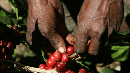a close up shot of a person picking coffee berries - The serai Chikmagalur