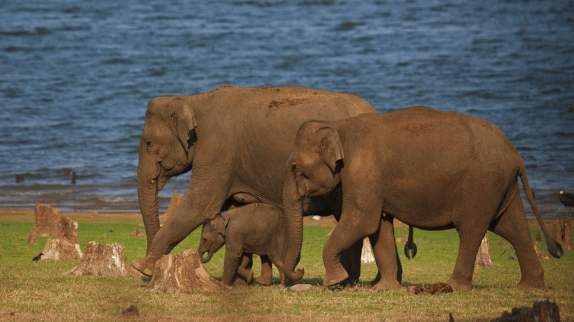 Elephant Herd near Serai Kabini at Balle Elephant Camp 