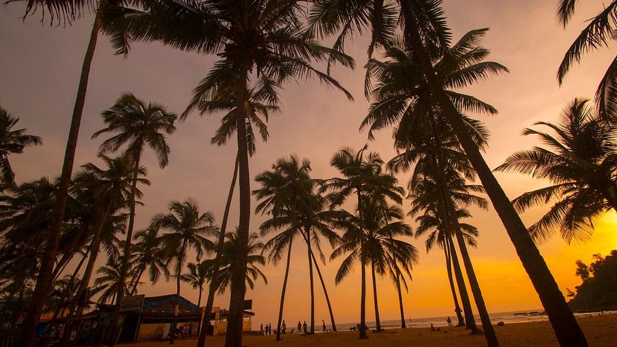 Palm trees silhouetted against a vibrant tropical sunset.