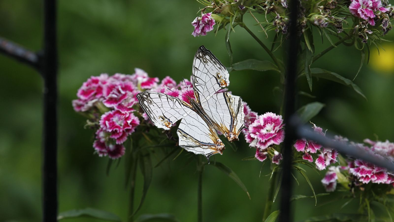 A butterfly perched on vibrant pink flowers - BluSalzz Escapade - Anant Rasa Resort