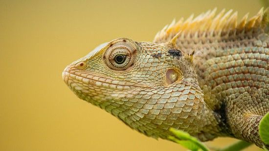 A close up shot of a lizard looking into the distance with the background blurred