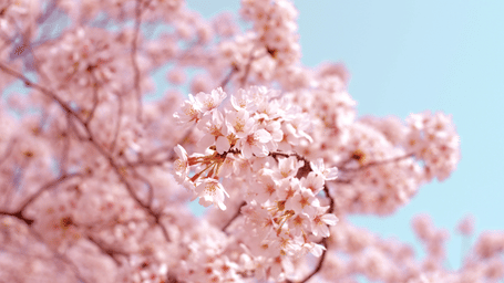 Branch of delicate white and pink cherry blossoms in full bloom against a clear pale blue spring sky with soft blurred flowers behind.