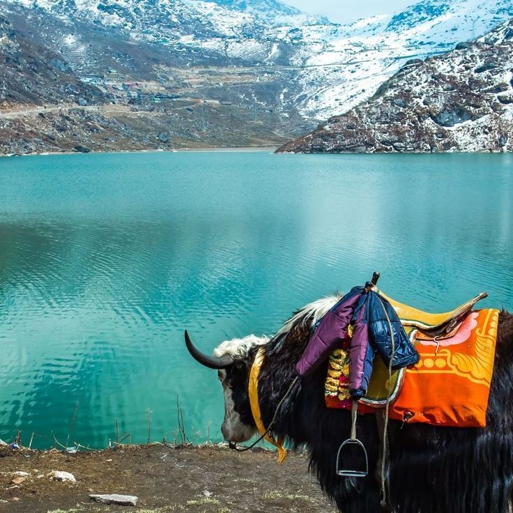 A bull standing beside a lake and snow peaked mountains.