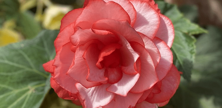 A flower with a central bloom surrounded by leaves, resembling a rose or a similar flower.