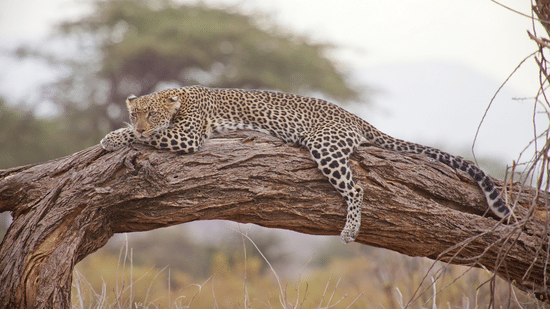 A close up of a leopard lying down on a tree trunk and looking into the distance