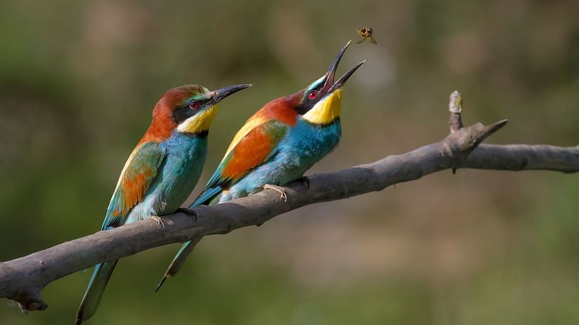 Himalayan Bird Park Marigold Sarovar Portico Shimla, budget hotels in Mashobra