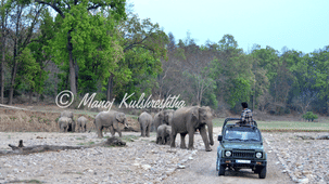 A herd of wild elephants crossing a dirt road near a safari jeep in a forest setting.