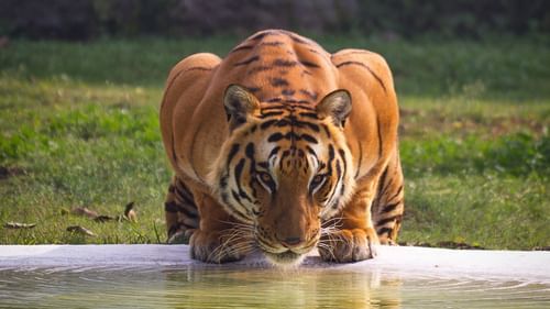 a tiger at a watering hole