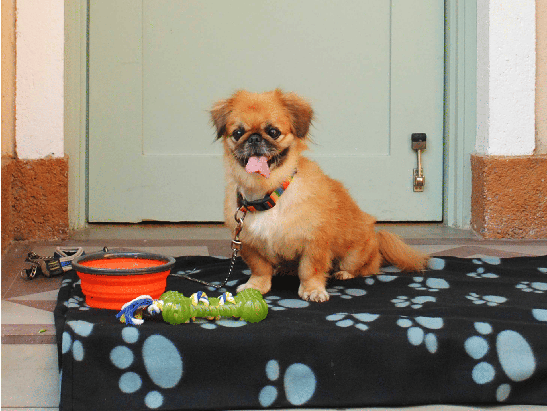 Paw-printed cushioned dog mat on which a leashed dog is sitting and a bowl and a chew toy are placed beside a door, at Karma Chalets.